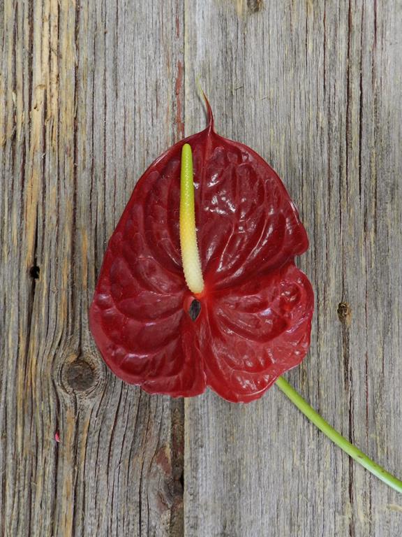 RED TROPICANA ANTHURIUM